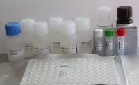 Rubisco ELISA quantitation kit in the group Antibodies Plant/Algal / Photosynthesis / RUBISCO/Carbon metabolism at Agrisera AB (Antibodies for research) (AS15 2994)